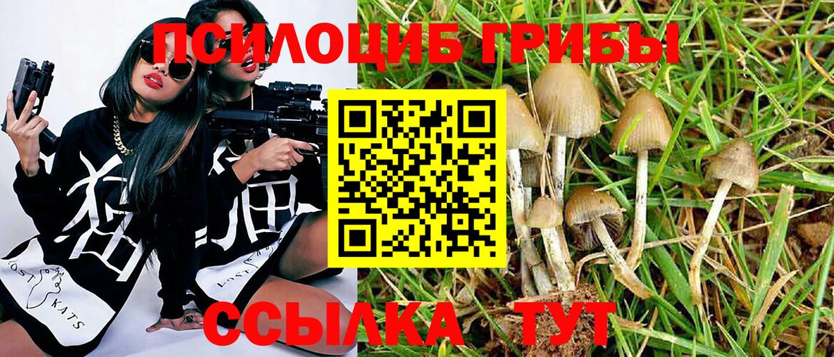 как найти наркотики  Вход с VPN  Дятьково  Псилоцибиновые грибы Psilocybe 